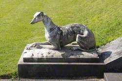 Greyhound