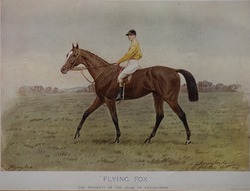 Flying Fox