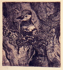 Lesser Spotted Woodpecker