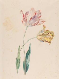 Study of a Tulip