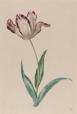 Study of a Tulip