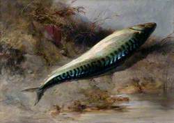 A Mackerel on the Seashore