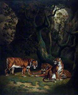 Tigers in a Jungle
