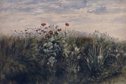 Summer wildflowers : Study from Nature