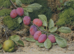 Branch of plums and an apple