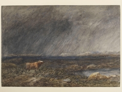 The Challenge: A Bull in a Storm on a Moor