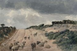 Sheep on the Surrey Hills