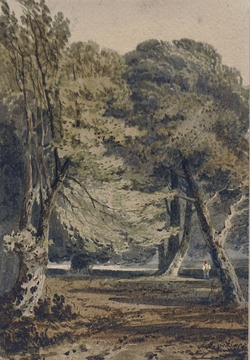 Woodland scene