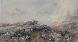 Ptarmigan: Summer