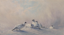 Ptarmigan: Winter