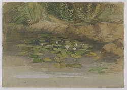 Study of waterlilies and other plants