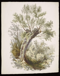 Watercolour