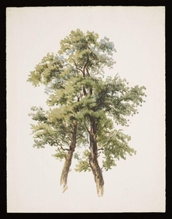 Watercolour