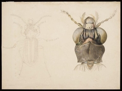 Magnified studies of a beetle (the ground beetle Notiophilus biguttatus?)