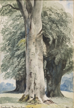 Penshurst Park