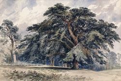 A Cedar Tree
