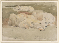 Polar Bears asleep
