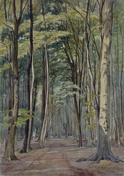 A beechwood