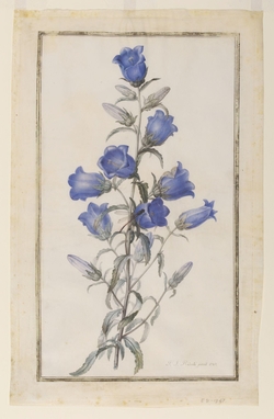 Canterbury Bells (Campanula medium)