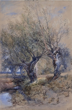 Pollards in Windsor Meadows