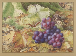 Study of Black Grapes