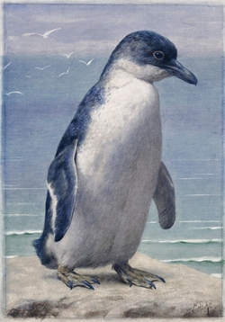 Study of a penguin