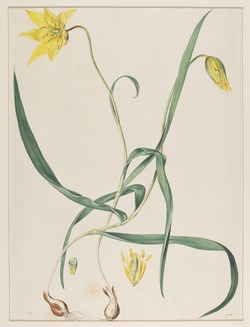 Watercolour