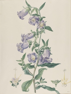 Campanula Medium