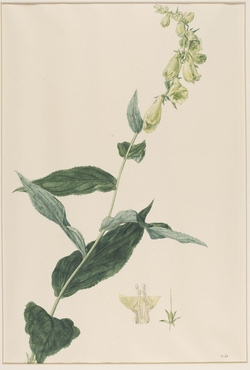 Digitalis Lutea