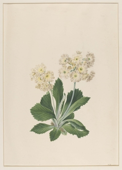 Primula Auricula