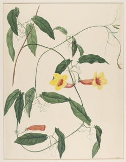 Bignonia Capreolata