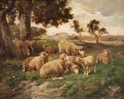 Landscape and Sheep