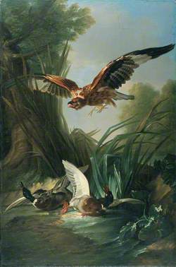 Hawk Attacking Wild Duck