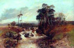 Trees and Torrent