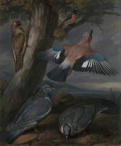 Jay, Green Woodpecker, Pigeons, and Redstart