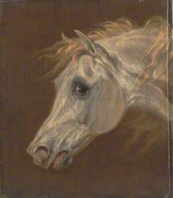 Head of a Grey Arabian Horse