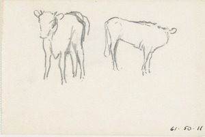 Calves