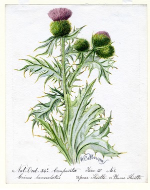 Spear Thistle or Plume Thistle (Cnicus lanceolatus)