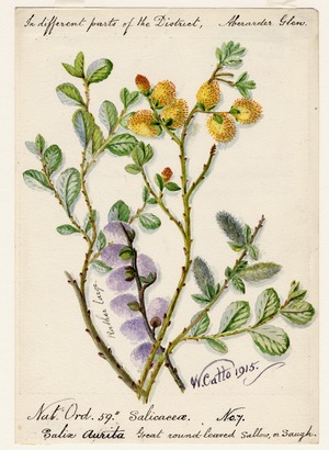 Great round-leaved Sallow, or Saugh (Salix Aurita)