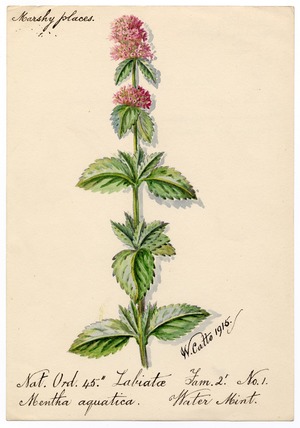 Water Mint (Mentha aquatica)