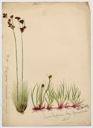 Heath rush and Three flowered rush (Juncus triglumis)