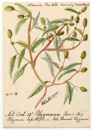 Pale flowered polygonum (Polygonum lapathifolium)