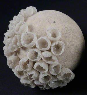 Sea Anemone Form I