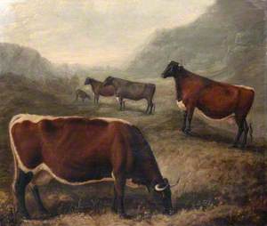 Five Glamorgan Cattle