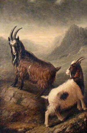 Two Welsh Goats