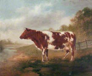 Cow in a Field, Berthlwyd Farm, Pontypridd