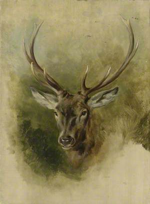 Two Studies of a Stag's Head (recto)