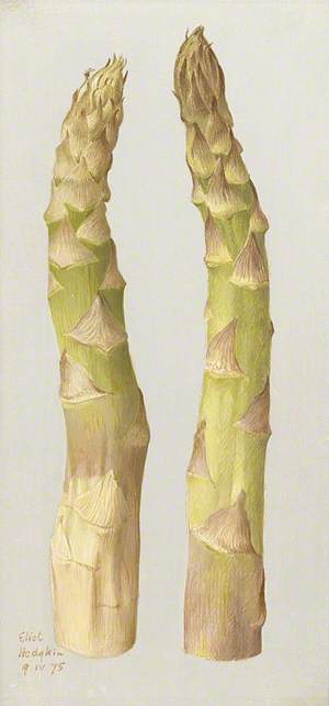 Study of Asparagus