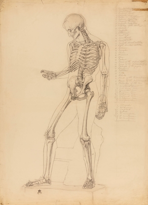 Anatomical Drawing of a Human Skeleton, Modelled on the Discophoros (the Discus-Bearer)