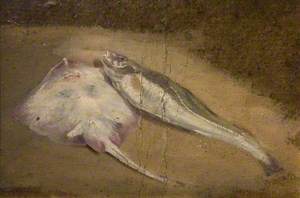 Study of Fish, Skate and Cod